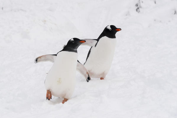 Gentoo penguin (Pygoscelis papua), walking, Petermann Island, Antarctica.