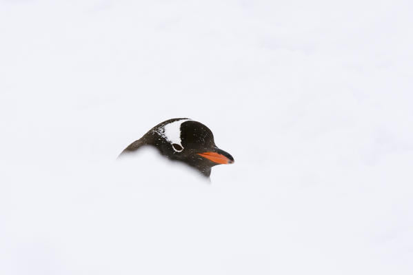 Gentoo penguin (Pygoscelis papua), walking, Petermann Island, Antarctica.