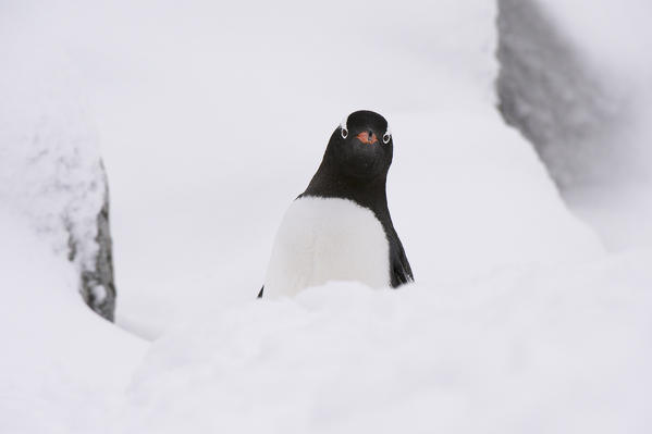 Gentoo penguin (Pygoscelis papua), walking, Petermann Island, Antarctica.