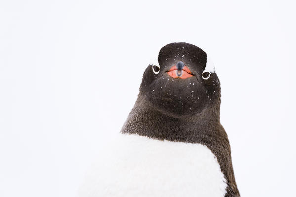 Portrait of a gentoo penguin (Pygoscelis papua), Petermann Island, Antarctica.