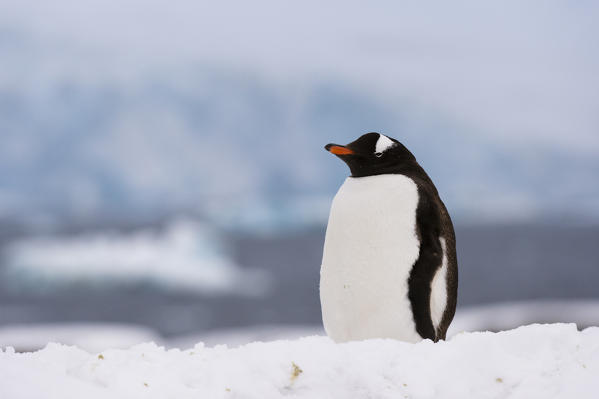 A gentoo penguin chick, Pygoscelis papua, Petermann Island, Antarctica.
