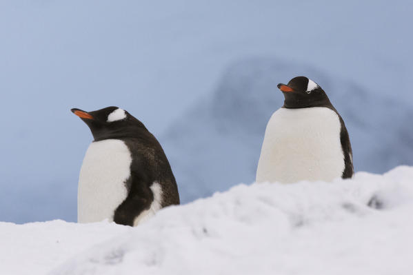 Gentoo penguins (Pygoscelis papua), Petermann Island, Antarctica.