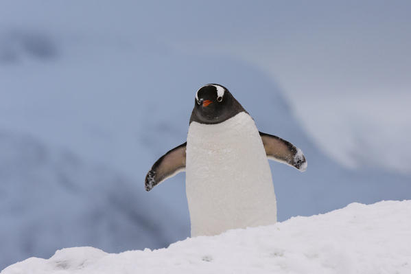 Gentoo penguin (Pygoscelis papua), Petermann Island, Antarctica.