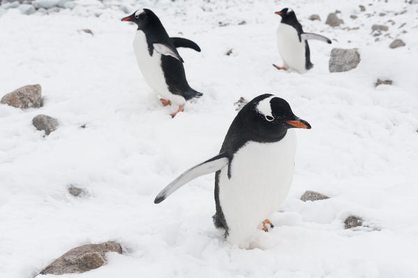 Three gentoo penguins, Pygoscelis papua, on a rocky beach, Neko Harbour, Antarctica.