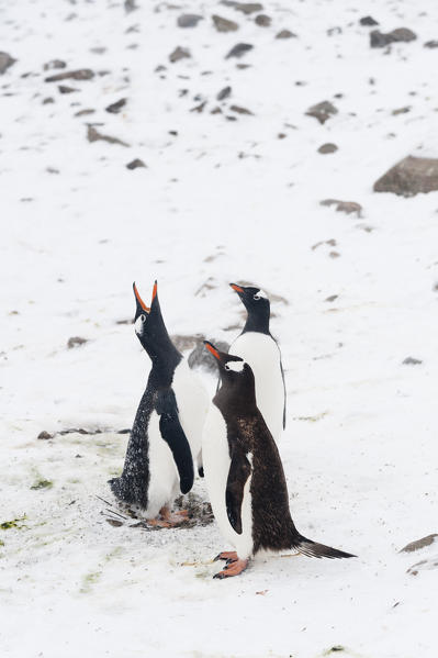 Three gentoo penguins, Pygoscelis papua, calling, Neko Harbour, Antarctica.