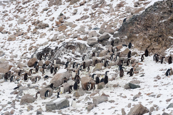 A gentoo penguins colony, Pygoscelis papua,  Neko Harbour, Antarctica.