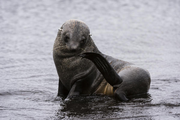 Portrait of an Antarctic fur seal, Arctocephalus gazella, Deception Island, Antarctica.