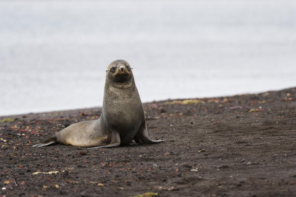 Antarctic fur seal
(Arctocephalus gazella), Deception Island, Antarctica.