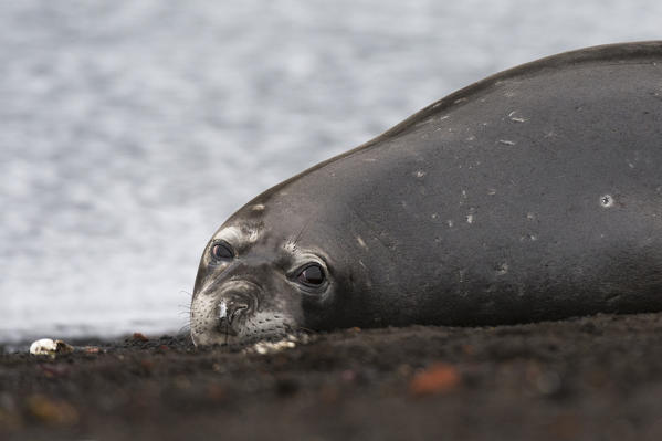 A southern elephant seal, Mirounga leonina, resting on the black volcanic beach of Deception Island, Antarctica.