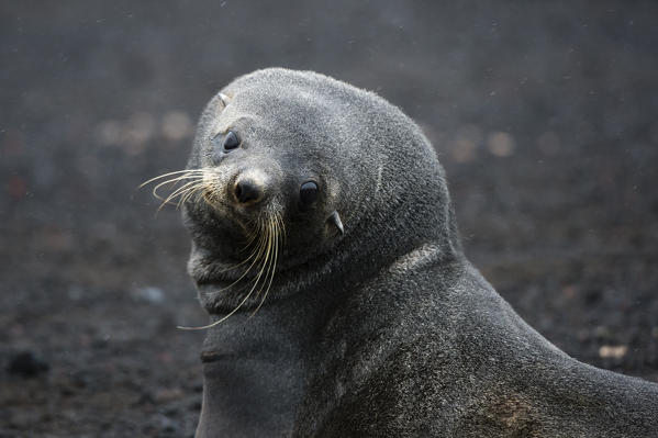 Portrait of an Antarctic fur seal, Arctocephalus gazella, Deception Island, Antarctica.