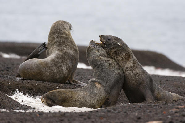 Two Antarctic fur seals, Arctocephalus gazella, fighting on the black volcanic beach of Deception Island, Antarctica.