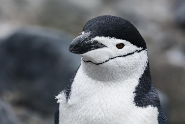 Portrait of a chinstrap penguin, Pygoscelis antarcticus, Half Moon Island, Antarctica.