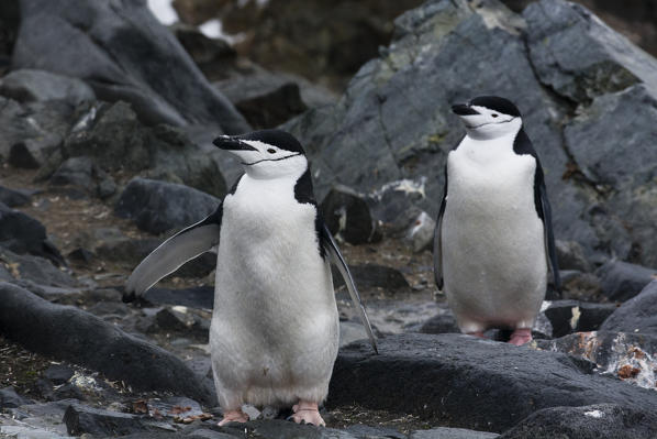 Chinstrap Penguin
(Pygoscelis antarcticus), Half Moon Island, Antarctica.