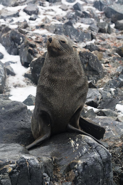 An Antarctic fur seal, Arctocephalus gazella, sitting on a rock, Half Moon Island, Antarctica.