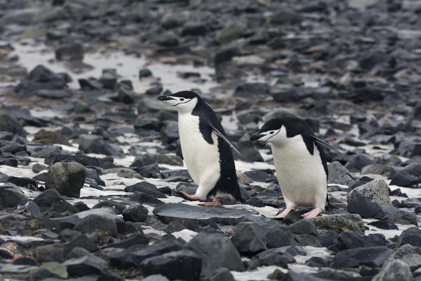 Two chinstrap penguins, Pygoscelis antarcticus, walking on rocks, Half Moon Island, Antarctica.