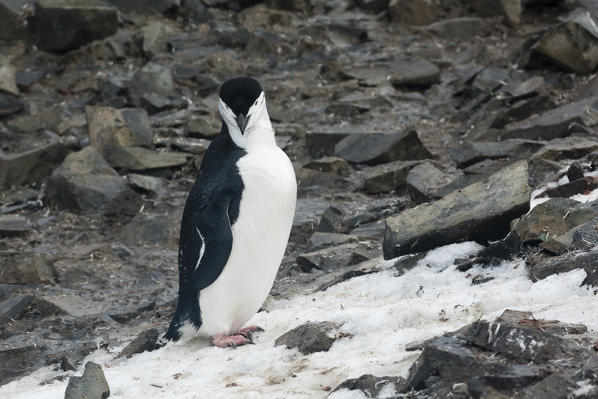 A chinstrap penguin, Pygoscelis antarcticus, looking at the camera, Half Moon Island, Antarctica.