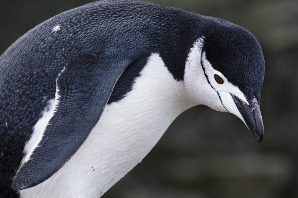 Portrait of a chinstrap penguin, Pygoscelis antarcticus, Half Moon Island, Antarctica.