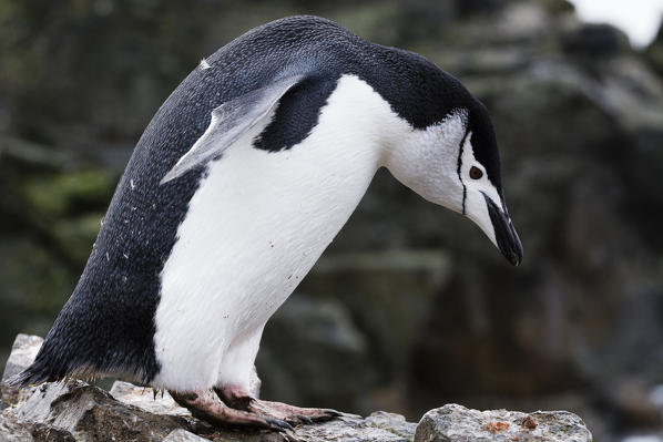 Chinstrap Penguin
(Pygoscelis antarcticus), Half Moon Island, Antarctica.