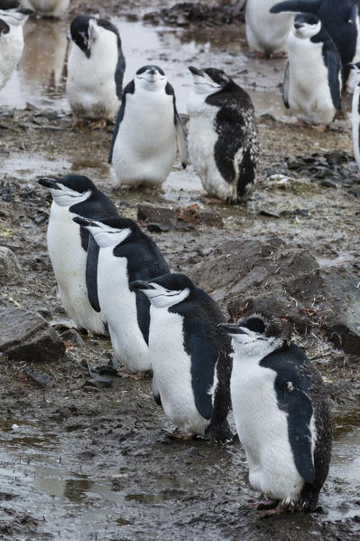 A chinstrap penguin
colony, Pygoscelis antarcticus, Half Moon Island, Antarctica.