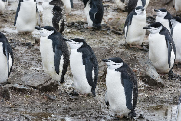 A chinstrap penguincolony, Pygoscelis antarcticus, Half Moon Island, Antarctica.