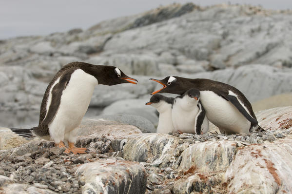 Antarctica, Antarctic Peninsula, Lemaire Channel, Petermann Island, Gentoo Penguins.