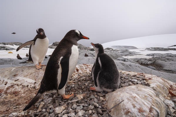 Antarctica, Antarctic Peninsula, Lemaire Channel, Petermann Island, Gentoo Penguins.
