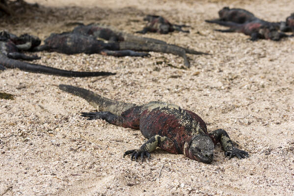 Marine Iguana (Amblyrhynchus cristatus), Punta Suarez, Espanola Island, Galapagos islands, Ecuador.