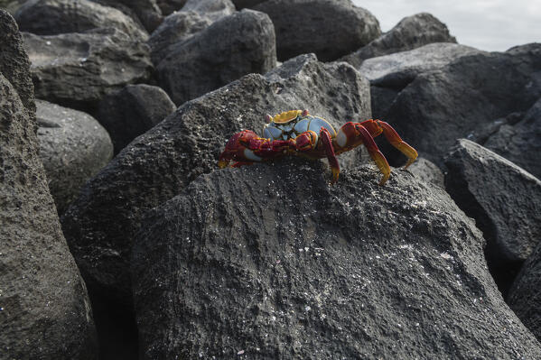 Sally Lightfoot Crab (Grapsus grapsus), Punta Suarez, Espanola Island, Galapagos islands, Ecuador.
