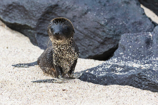 Galapagos Sea Lion (Zalophus californianus wollebaeki), Punta Suarez, EEspanola Island, Galapagos islands, Ecuador.