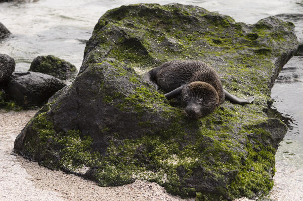 Galapagos Sea Lion (Zalophus californianus wollebaeki), Punta Suarez, EEspanola Island, Galapagos islands, Ecuador.