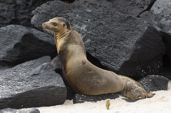 A Galapagos sea lion, Zalophus californianus wollebaeki, Espanola Island, Galapagos islands, Ecuador.