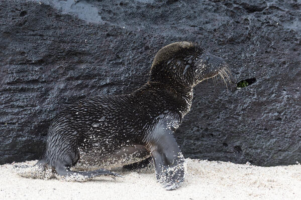 A Galapagos sea lion pup, Zalophus californianus wollebaeki, walking on a beach, Espanola Island, Galapagos islands, Ecuador.
