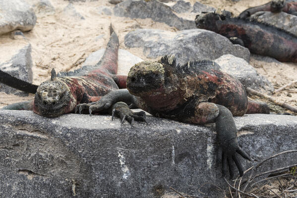 Marine Iguana (Amblyrhynchus cristatus), Punta Suarez, Espanola Island, Galapagos islands, Ecuador.
