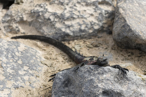Marine Iguana (Amblyrhynchus cristatus), Punta Suarez, Espanola Island, Galapagos islands, Ecuador.