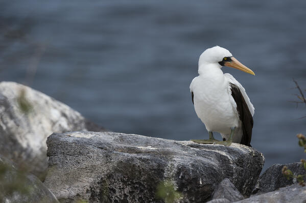 Nazca booby (Sula dactylatra granti), known also as masked booby, Punta Suarez, Espanola Island, Galapagos islands, Ecuador.