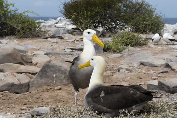 A couple of waved albatross, Diomedea irrorata, Espanola Island, Galapagos islands, Ecuador.