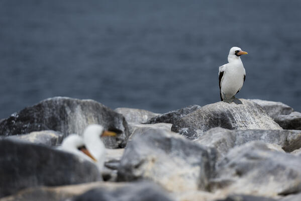 Nazca booby (Sula dactylatra granti), known also as masked booby, Punta Suarez, Espanola Island, Galapagos islands, Ecuador.