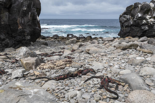 Marine Iguana (Amblyrhynchus cristatus), Punta Suarez, Espanola Island, Galapagos islands, Ecuador.
