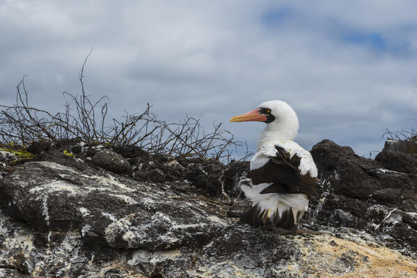 Nazca booby (Sula dactylatra granti), known also as masked booby, Punta Suarez, Espanola Island, Galapagos islands, Ecuador.