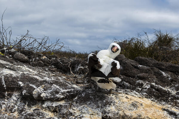 Nazca booby (Sula dactylatra granti), known also as masked booby, Punta Suarez, Espanola Island, Galapagos islands, Ecuador.