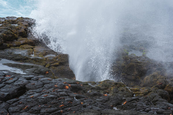 Sally lightfoot crabs, Grapsus grapsus, Espanola Island, Galapagos islands, Ecuador.