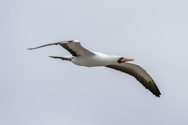 Nazca booby (Sula dactylatra granti), known also as masked booby, Punta Suarez, Espanola Island, Galapagos islands, Ecuador.