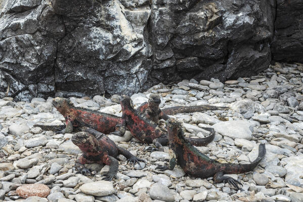 Marine Iguana (Amblyrhynchus cristatus), Punta Suarez, Espanola Island, Galapagos islands, Ecuador.