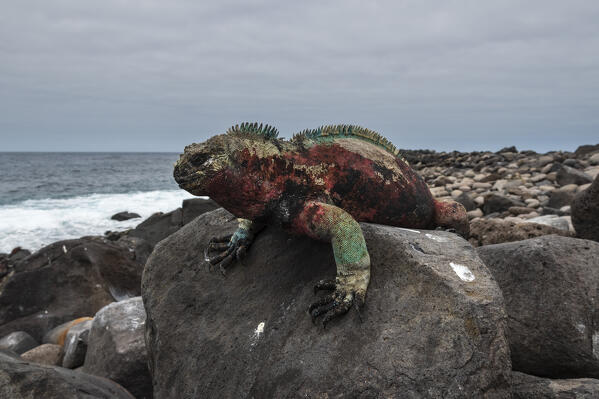 Marine Iguana (Amblyrhynchus cristatus), Punta Suarez, Espanola Island, Galapagos islands, Ecuador.