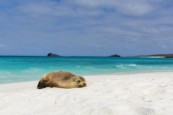 A juvenile Galapagos sea lion, Zalophus californianus wollebaeki, resting on a sandy beach, Espanola Island, Galapagos islands, Ecuador.