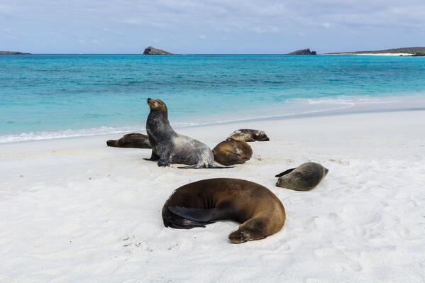 Galapagos Sea Lions (Zalophus californianus wollebaeki), Gardner Bay, Espanola Island, Galapagos islands, Ecuador.