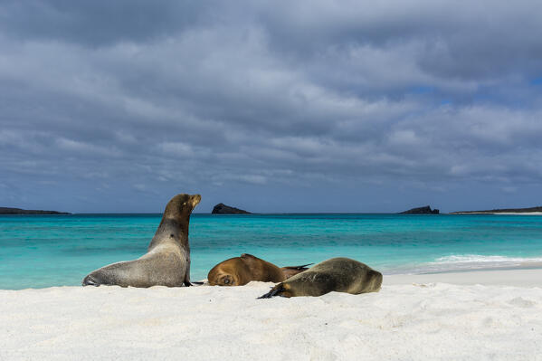 Galapagos Sea Lions (Zalophus californianus wollebaeki), Gardner Bay, Espanola Island, Galapagos islands, Ecuador.