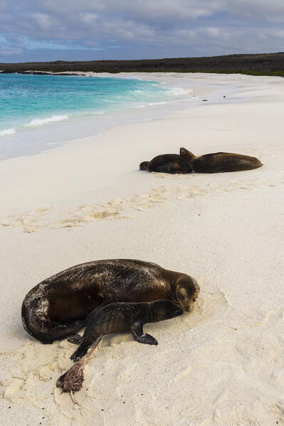 A Galapagos sea lion, Zalophus californianus wollebaeki, on a sandy beach, with its newborn, Espanola Island, Galapagos islands, Ecuador.