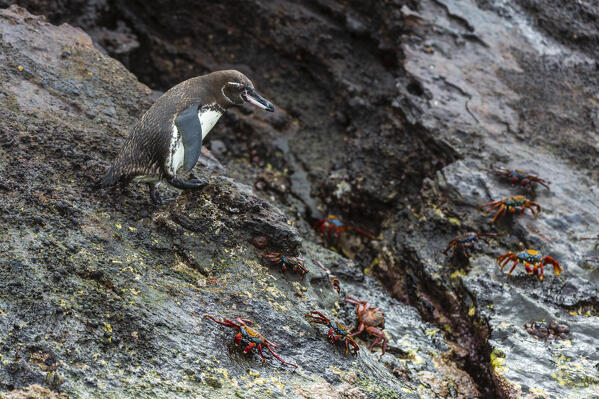 Galapagos Penguin (Spheniscus mendiculus), Floreana Island, Galapagos islands, Ecuador.