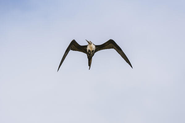 Great frigate bird (Frigata minor), Floreana Island, Galapagos islands, Ecuador.